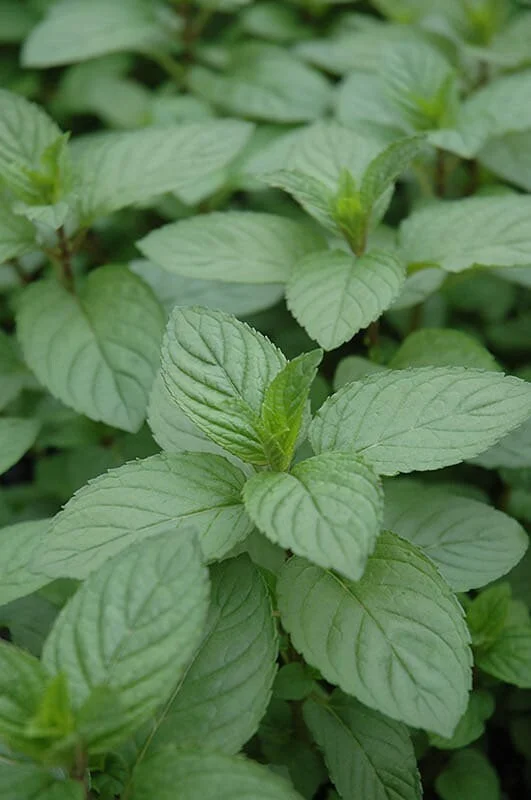 Chocolate Mint Live Herb Plant - 4 inch Pot, Fragrant Culinary Mint - Image 1