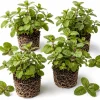 Chocolate Mint Live Plant Set - 3 Herb Plants, 4-7 Inches Tall, Indoor/Outdoor - Image 1