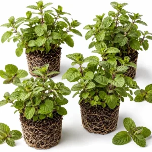 Chocolate Mint Live Plant Set - 3 Herb Plants, 4-7 Inches Tall, Indoor/Outdoor - Image 1