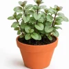 Chocolate Mint Live Plant Set of 2, 4-7 Inches Tall, Rooted Herb Plants for Patio & Garden - Image 1