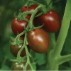 Chocolate Sprinkles Cherry Tomato Live Plants – 2 Pack, 5-9” Tall, Indeterminate, Outdoor - Image 1