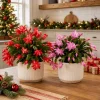 Christmas & Thanksgiving Cactus Live Plants - 2 Pack, 4-8 Inch Tall, Tropical Indoor Houseplant, No Pot - Image 1