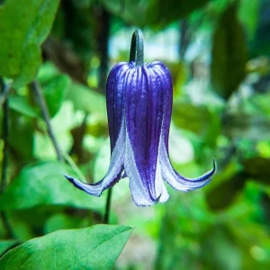 Clematis Blue Bells Rooguchi Live Plant - Bell-Shaped Blue Flowers - Perennial Vine - 2.5x4 inch Pot - Image 3
