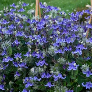 Clematis Blue Bells Rooguchi Live Plant - Bell-Shaped Blue Flowers - Perennial Vine - 2.5x4 inch Pot - Image 4