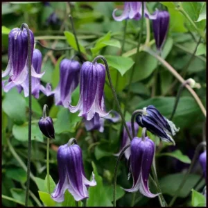 Clematis Blue Bells Rooguchi Live Plant - Bell-Shaped Blue Flowers - Perennial Vine - 2.5x4 inch Pot - Image 1
