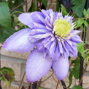 Clematis Blue Light Live Plant - Double Blue Flowers, Climbing Vine - Image 2