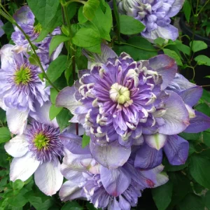 Clematis Blue Light Live Plant - Double Blue Flowers, Climbing Vine - Image 3