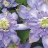 Clematis Blue Light Live Plant - Double Blue Flowers, Climbing Vine - Image 1
