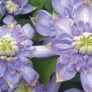 Clematis Blue Light Live Plant - Double Blue Flowers, Climbing Vine - Image 1