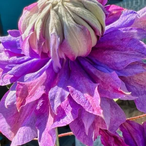 Clematis Diamantina Double Bloom Live Plant - Blue Pink Purple Flowers Vine - Image 2