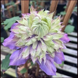 Clematis Diamantina Double Bloom Live Plant - Blue Pink Purple Flowers Vine - Image 3
