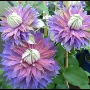 Clematis Diamantina Double Bloom Live Plant - Blue Pink Purple Flowers Vine - Image 1