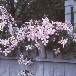 Clematis Montana Reubens Live Plant - Pink & White Vanilla Scented Vine - Image 2