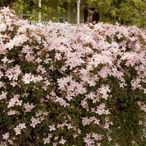 Clematis Montana Reubens Live Plant - Pink & White Vanilla Scented Vine - Image 3