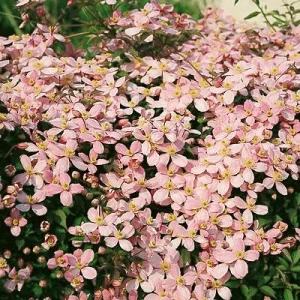 Clematis Montana Reubens Live Plant - Pink & White Vanilla Scented Vine - Image 1
