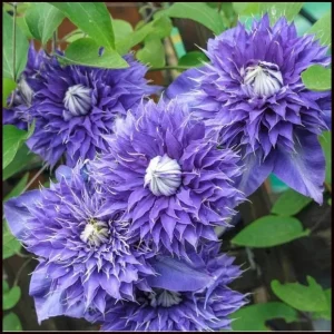 Clematis Multi Blue Double Bloom Live Plant Vine Perennial - USDA Zones 4-9 - Image 2