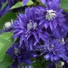 Clematis Multi Blue Double Bloom Live Plant Vine Perennial - USDA Zones 4-9 - Image 1