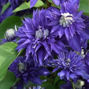 Clematis Multi Blue Double Bloom Live Plant Vine Perennial - USDA Zones 4-9 - Image 1