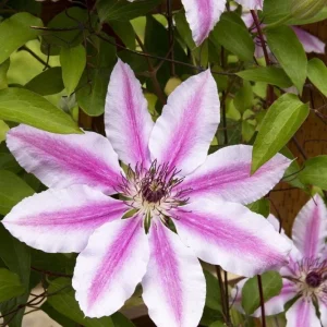 Clematis Nelly Moser Live Plant - Multi-Color Perennial Vine - Rooted Starter Plant - Image 2