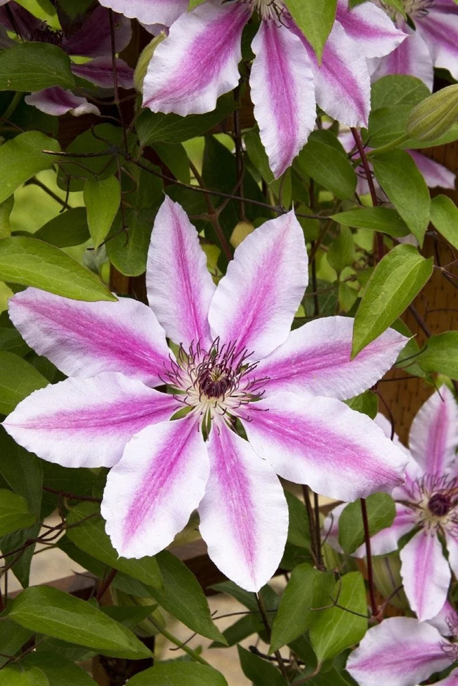 Clematis Nelly Moser Live Plant - Multi-Color Perennial Vine - Rooted Starter Plant - Image 2