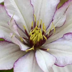 Clematis Samaritan Jo Live Plant - Light Pink Purple White Blooms, Vine, 2.5x4 inch Pot - Image 2