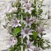Clematis Samaritan Jo Live Plant - Light Pink Purple White Blooms, Vine, 2.5x4 inch Pot - Image 1