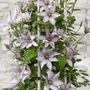 Clematis Samaritan Jo Live Plant - Light Pink Purple White Blooms, Vine, 2.5x4 inch Pot - Image 1