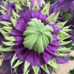 Clematis Taiga Double Bloom Vine Live Plant - Blue Purple Flowers, Perennial, USDA Zones 4-9 - Image 2