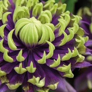 Clematis Taiga Double Bloom Vine Live Plant - Blue Purple Flowers, Perennial, USDA Zones 4-9 - Image 3