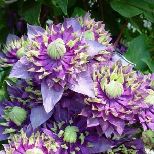 Clematis Taiga Double Bloom Vine Live Plant - Blue Purple Flowers, Perennial, USDA Zones 4-9 - Image 4