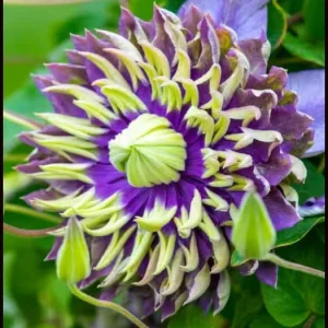 Clematis Taiga Double Bloom Vine Live Plant - Blue Purple Flowers, Perennial, USDA Zones 4-9 - Image 5