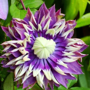 Clematis Taiga Double Bloom Vine Live Plant - Blue Purple Flowers, Perennial, USDA Zones 4-9 - Image 6