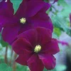 Clematis Warsaw Nike Live Plant - Reddish-Purple Blooming Vine 6-10 ft Tall Perennial - Image 1
