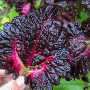 Coleus Mix Live Plants – 3 Pack Starter Plants – Vibrant Foliage – Indoor/Outdoor - Image 2