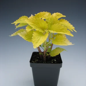 Coleus Mix Live Plants – 3 Pack Starter Plants – Vibrant Foliage – Indoor/Outdoor - Image 3