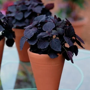 Coleus Mix Live Plants – 3 Pack Starter Plants – Vibrant Foliage – Indoor/Outdoor - Image 4