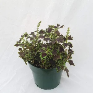Coleus Mix Live Plants – 3 Pack Starter Plants – Vibrant Foliage – Indoor/Outdoor - Image 5