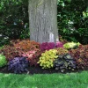 Coleus Mix Live Plants – 3 Pack Starter Plants – Vibrant Foliage – Indoor/Outdoor - Image 1