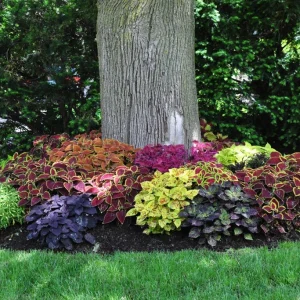 Coleus Mix Live Plants – 3 Pack Starter Plants – Vibrant Foliage – Indoor/Outdoor - Image 1
