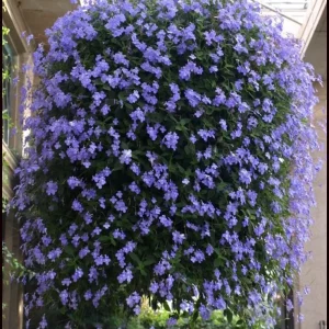 Concord Blue Streptocarpella Live Plant - Blue Orchid-like Flowers - Perennial - Image 2