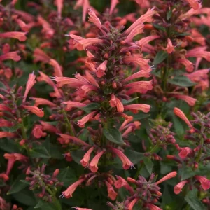 Coral Kudos Agastache Live Plant – Perennial – Coral-Orange Flowers – Zones 5-10 - Image 2