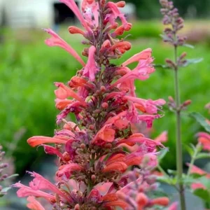 Coral Kudos Agastache Live Plant – Perennial – Coral-Orange Flowers – Zones 5-10 - Image 1