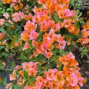Coral Orange Sundown Bougainvillea Live Plant - Drought Tolerant Vine Outdoor - Image 3