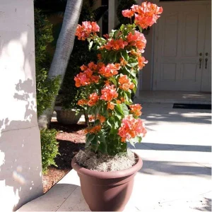 Coral Orange Sundown Bougainvillea Live Plant - Drought Tolerant Vine Outdoor - Image 4