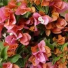 Coral Orange Sundown Bougainvillea Live Plant - Drought Tolerant Vine Outdoor - Image 1