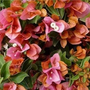 Coral Orange Sundown Bougainvillea Live Plant - Drought Tolerant Vine Outdoor - Image 1
