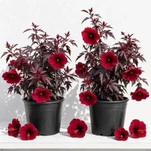 Cranberry Hibiscus Live Plant - 2 Pack, 4-6" Tall, Red Foliage, Indoor/Outdoor - Image 1