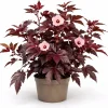 Cranberry Hibiscus Live Plant - Hibiscus Acetosella Starter 4-6 Inches Tall, Red Foliage, Indoor/Outdoor - Image 1