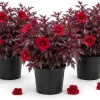Cranberry Hibiscus Live Plants - Set of 3, 4-6 Inches Tall, Red Leaf False Roselle Shrubs for Outdoor - Image 1