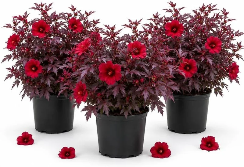 Cranberry Hibiscus Live Plants - Set of 3, 4-6 Inches Tall, Red Leaf False Roselle Shrubs for Outdoor - Image 1